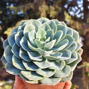 Echeveria Secunda