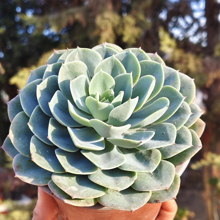 Echeveria Secunda 2