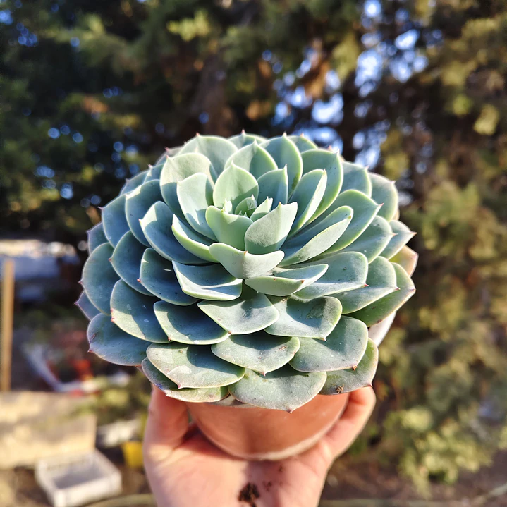 Echeveria Secunda 3