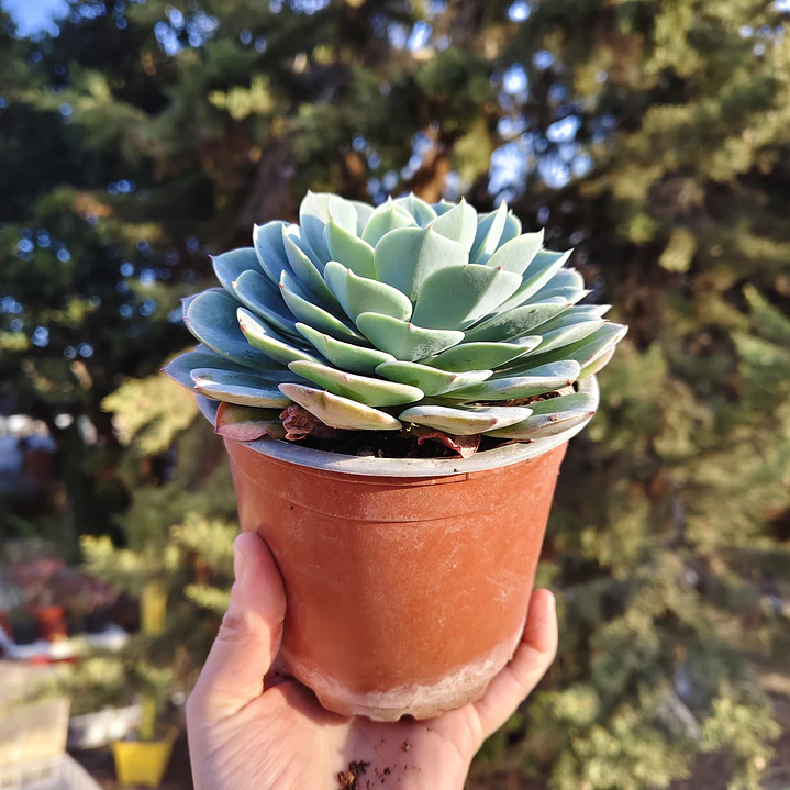 Echeveria Secunda 6