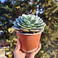 Echeveria Secunda - Miniatura 6