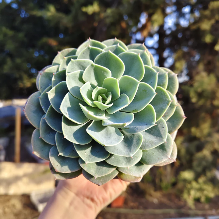 Echeveria Secunda 4