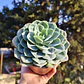 Echeveria Secunda - Miniatura 5
