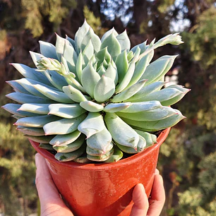 Echeveria Tippy