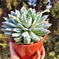 Echeveria Tippy - Miniatura 1