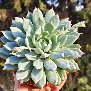 Echeveria Tippy