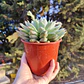 Echeveria Tippy - Miniatura 3