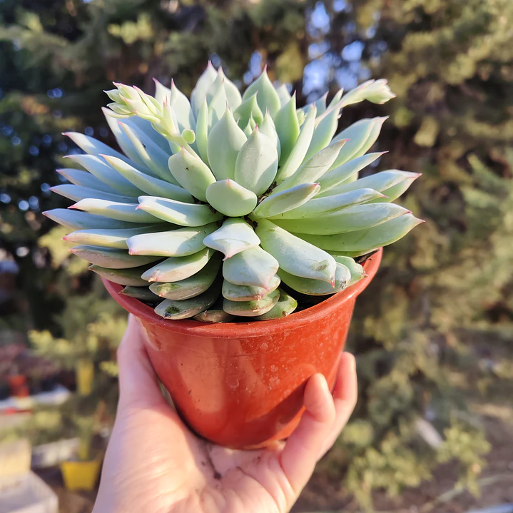 Echeveria Tippy 4