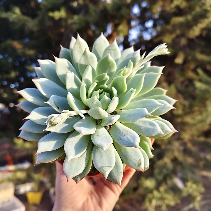 Echeveria Tippy 5