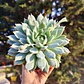 Echeveria Tippy - Miniatura 5