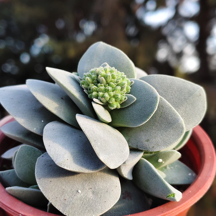 Crassula Morgan's Beauty 1
