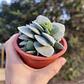 Crassula Morgan's Beauty - Miniatura 2