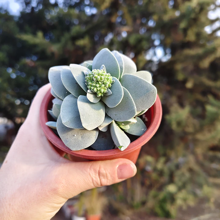 Crassula Morgan's Beauty 3