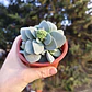 Crassula Morgan's Beauty - Miniatura 3