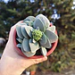 Crassula Morgan's Beauty - Miniatura 4