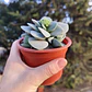 Crassula Morgan's Beauty - Miniatura 5