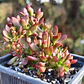 Crassula pubescens subsp. radicans - Miniatura 1