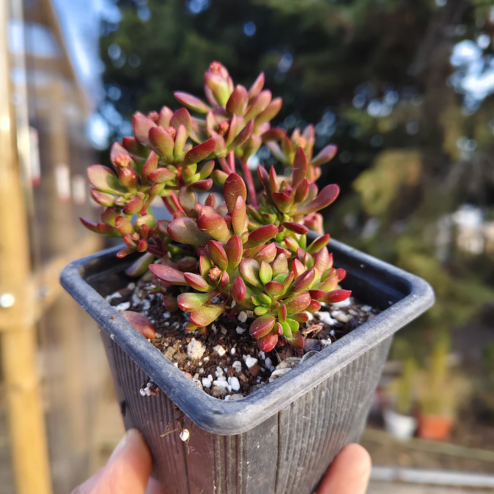 Crassula pubescens subsp. radicans 2