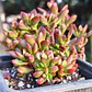 Crassula pubescens subsp. radicans - Miniatura 3