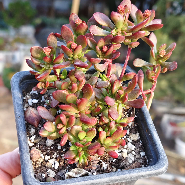 Crassula pubescens subsp. radicans 4