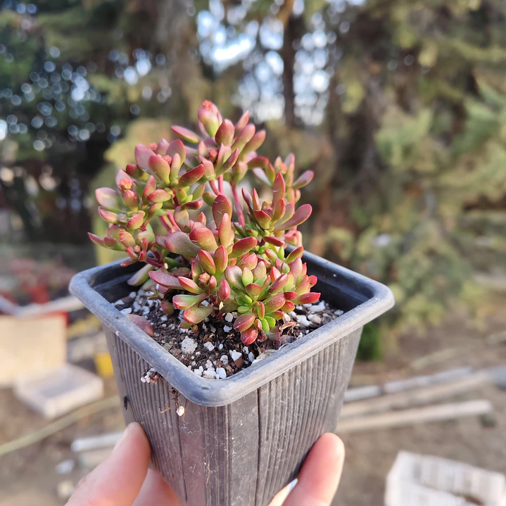 Crassula pubescens subsp. radicans 5