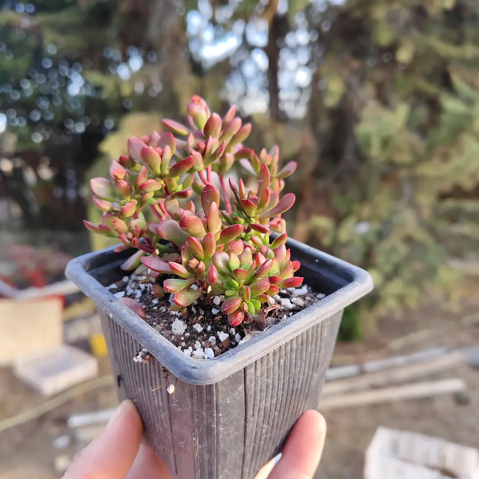 Crassula pubescens subsp. radicans 5