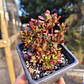 Crassula pubescens subsp. radicans - Miniatura 6