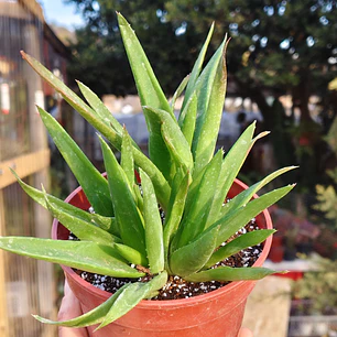 Alworthia Black gem 