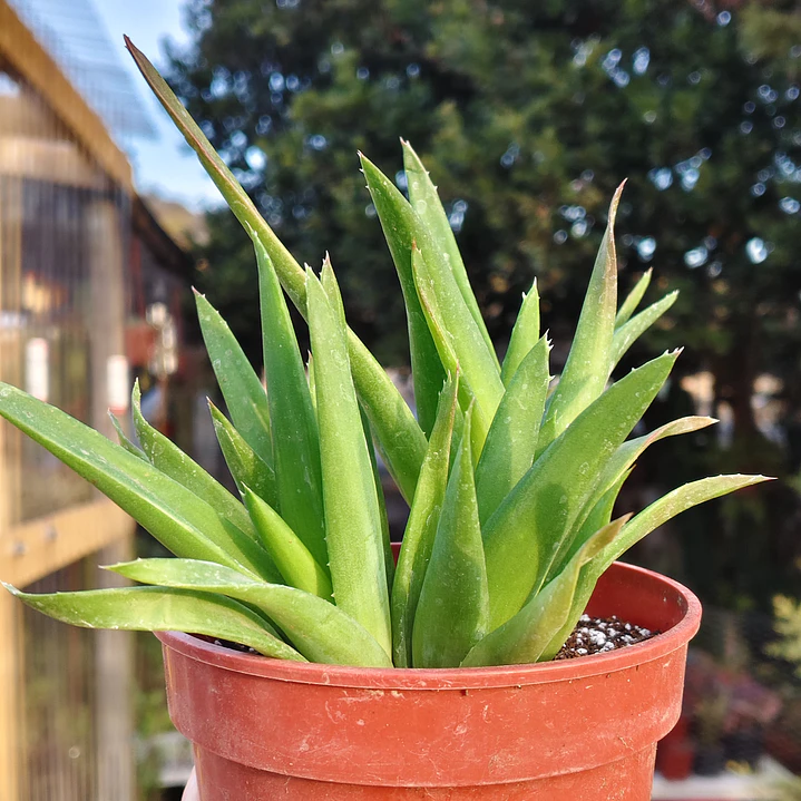 Alworthia Black gem  2