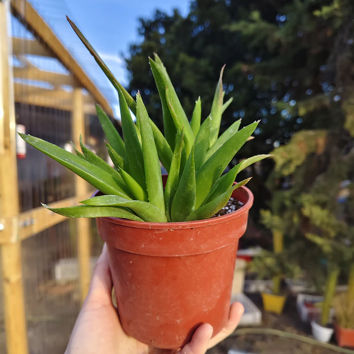 Alworthia Black gem  3