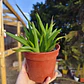 Alworthia Black gem  - Miniatura 3