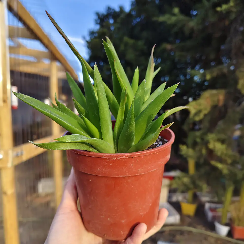 Alworthia Black gem  3