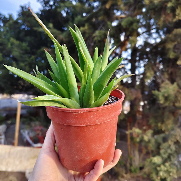 Alworthia Black gem  4