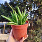 Alworthia Black gem  - Miniatura 4