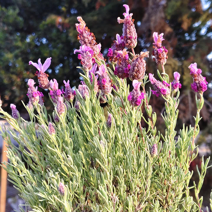 Lavanda stoechas 