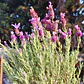 Lavanda stoechas 