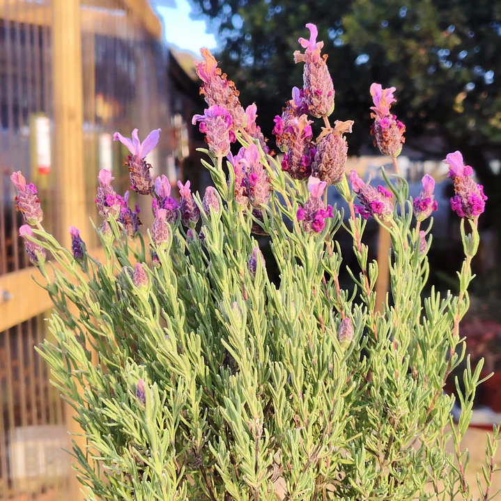 Lavanda stoechas 