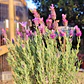 Lavanda stoechas 
