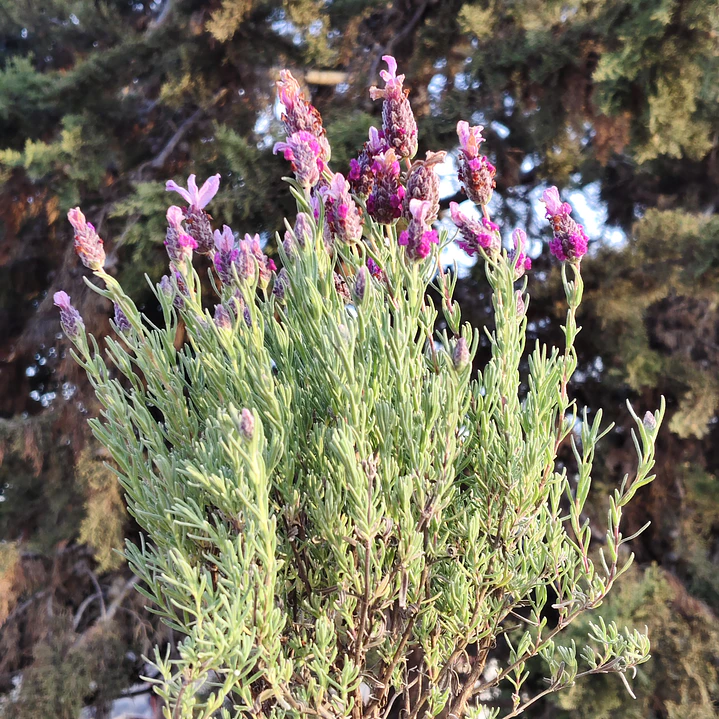 Lavanda stoechas 