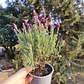 Lavanda stoechas 