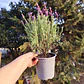 Lavanda stoechas 