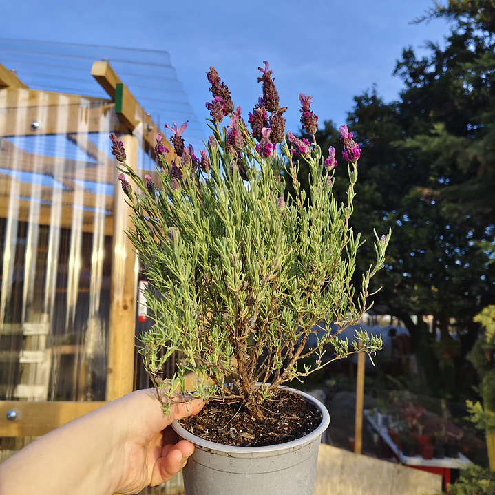 Lavanda stoechas 