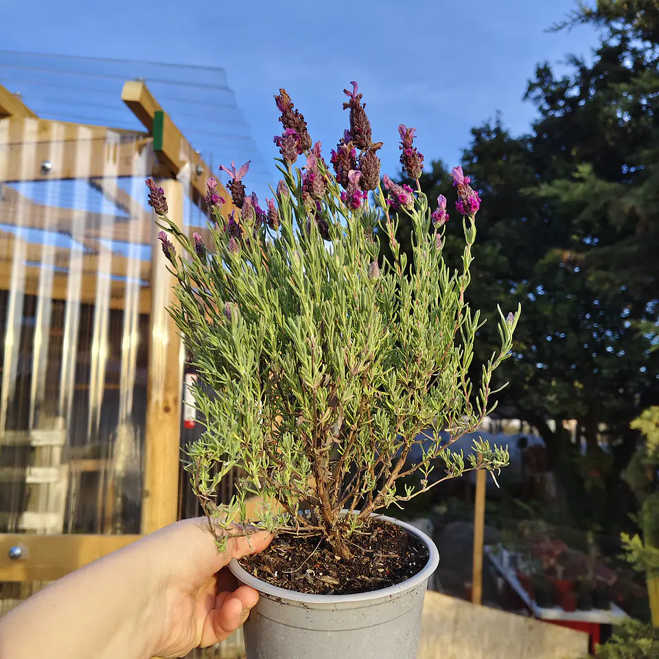 Lavanda stoechas 
