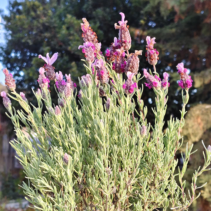 Lavanda stoechas 