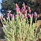 Lavanda stoechas 