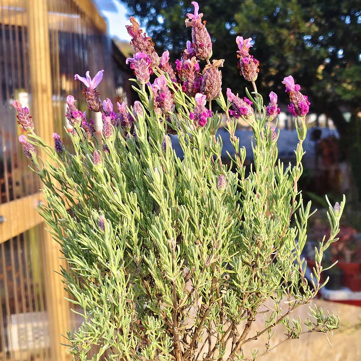 Lavanda stoechas 