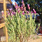 Lavanda stoechas 