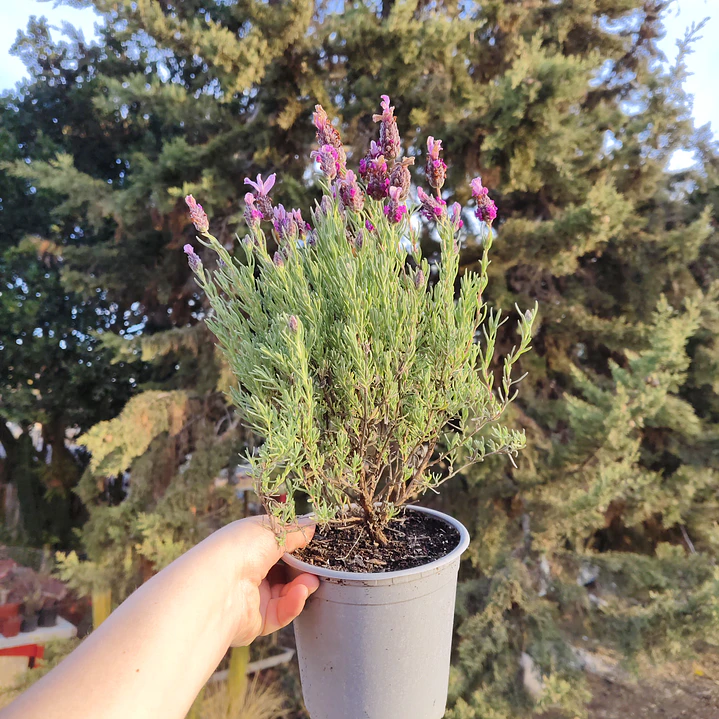 Lavanda stoechas 