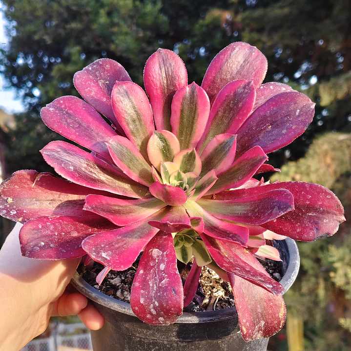 Aeoinum Medusa con hijos 1