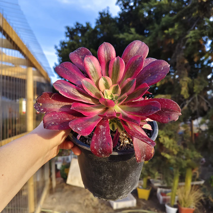 Aeoinum Medusa con hijos 2